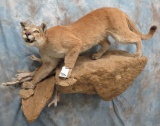 LIFESIZE MOUNTAIN LION WALL MT  TAXIDERMY