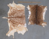 1/2 FALLOW DEER HIDE & AXIS HIDE (2X$) TAXIDERMY