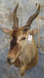 ELAND SH MT TAXIDERMY