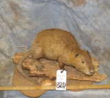 LIFESIZE NUTRA TAXIDERMY
