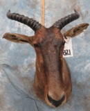 TOPI SH MT TAXIDERMY