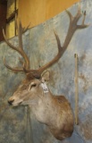 RED STAG SH MT TAXIDERMY