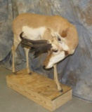 LIFESIZE PRONGHORN W/ FREAK HORN TAXIDERMY
