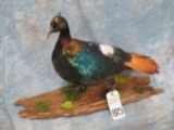 LIFESIZE IMPEYAN PHEASANT ON BASE  TAXIDERMY