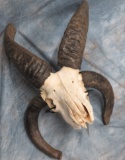 4 HORN JACOBS SHEEP SKULL  TAXIDERMY