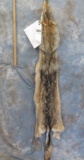 BEAUTIFUL WOLF HIDE TAXIDERMY