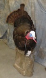 LIFESIZE TURKEY TAXIDERMY