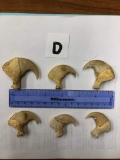 6 AFRICAN LION CLAWS (6x$) (TX RES)  TAXIDERMY