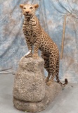 VERY NICE LIFESIZE LEOPARD (TX RES)