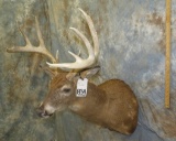 WHITETAIL SH MT TAXIDERMY