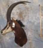 SABLE SH MT TAXIDERMY