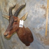 TSESSEBE SH MT TAXIDERMY
