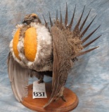 WESTERN SAGE - GROUSE