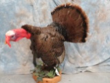LIFESIZE STANDING TURKEY ON BASE  TAXIDERMY