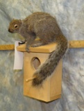 LIFESIZE SQUIRREL ON BIRDHOUSE