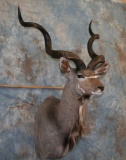 KUDU SH MT TAXIDERMY