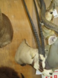 BESIA ORYX (TX RES)