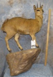 KLIPSRINGER TAXIDERMY