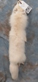 FOX ARTIC BEAUTIFUL HIDE