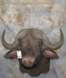 CAPE BUFFALO SH MT  TAXIDERMY
