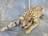 LIFESIZE AFRICAN CERVAL CAT TAXIDERMY