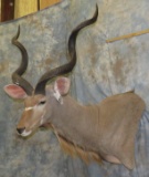 KUDU SH MT TAXIDERMY