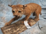 LIFESIZE STANDING BOBCAT ON BASE  TAXIDERMY