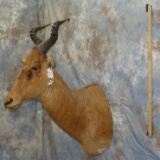 COKES HARTEBEEST TAXIDERMY