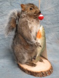 FISHERMAN SQUIRREL  TAXIDERMY