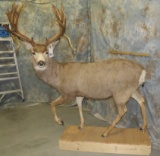 LIFESIZE MULE DEER XL REPRODUCTION RACK TAXIDERMY