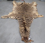 ZEBRA SKIN TAXIDERMY