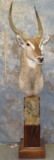WATERBUCK PED MT TAXIDERMY