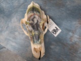 GRIZZLY BEAR W/ GRIZZLY BEAR PAINTED ON SKULL
