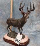 WHITETAIL BUCK BRONZE