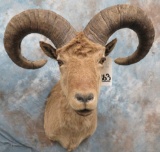XL TAHR SH MT TAXIDERMY