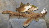 2 RAINBOW TROUT ON BASE (ONE$)  TAXIDERMY