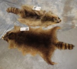 2 RACCOON HIDES (2X$) TAXIDERMY