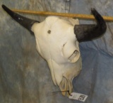 BUFFALO SKULL  TAXIDERMY