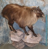 FULL BODY TAHR TAXIDERMY