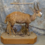 LIFESIZE BUSHBUCK
