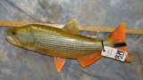 DORADO FISH MT TAXIDERMY