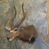 NYALA SH MT TAXIDERMY
