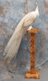 LIFESIZE WHITE PEACOCK ON PEDESTAL  TAXIDERMY