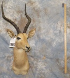 IMPALA SH MT TAXIDERMY