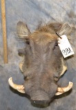 WARTHOG SH MT TAXIDERMY