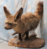 AFRICAN BAT-EARED FOX TAXIDERMY