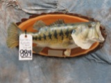 REAL SKIN LARGE MOUTH BASS TAXIDERMY