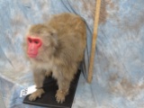JAPANESE SNOW MACAQUE  TAXIDERMY