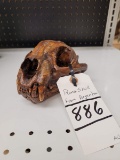 MOUNTAIN LION SKULL FROM ARGENTINA -SUPER COOL