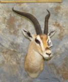 GRANTS GAZELLE SH MT TAXIDERMY